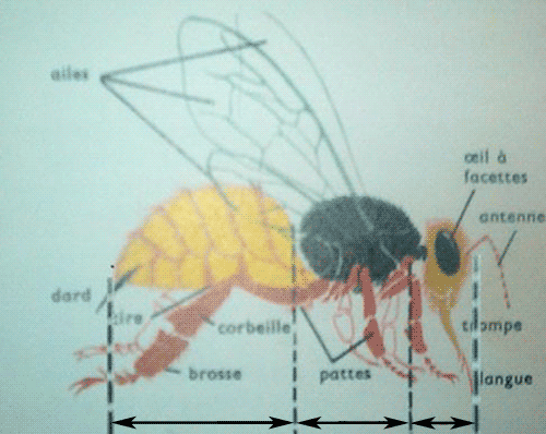 Morfología
           de la abeja