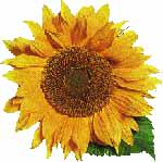 Girasol