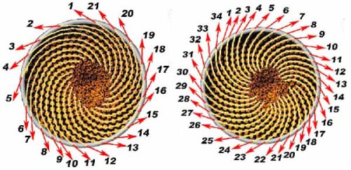 Numero
           phi o áureo en las semillas de un girasol